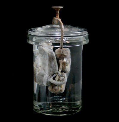 Two Toed Fetal Sloth Wet Specimen with Attached Placenta in Antique Jar - Paxton Gate