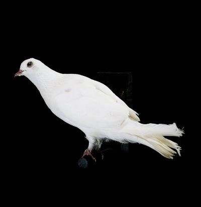 White Pigeon Taxidermy Bird - Paxton Gate