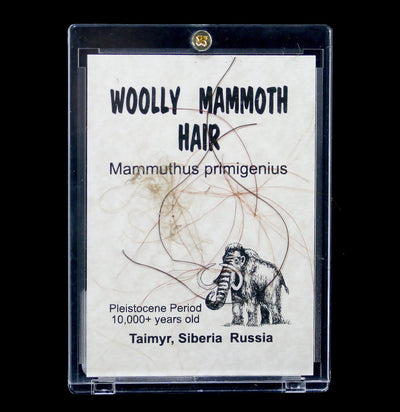 Woolly Mammoth Hair in Acrylic - Paxton Gate