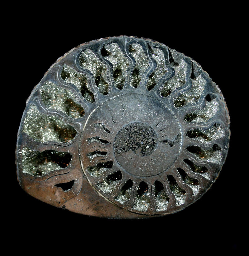Pyritized Ammonite - Paxton Gate