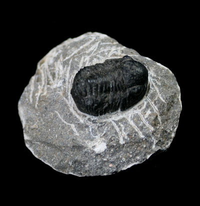 Fossil Trilobite Proetida in Matrix - Paxton Gate