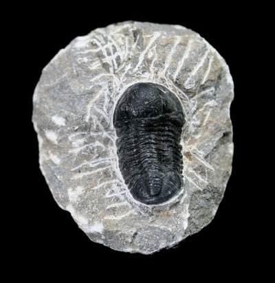 Fossil Trilobite Proetida in Matrix - Paxton Gate