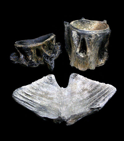 Fossilized Tuna Vertebra - Paxton Gate