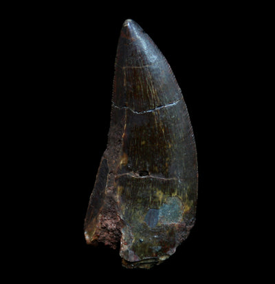 Slightly Flawed Carcharodontosaurus Tooth - Paxton Gate