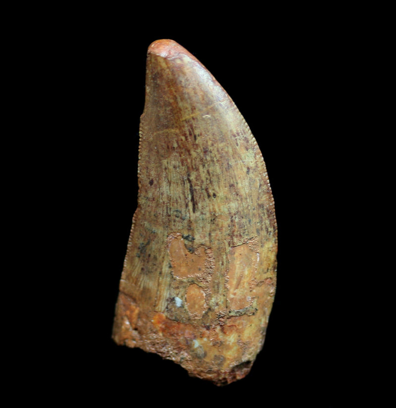 Slightly Flawed Carcharodontosaurus Tooth - Paxton Gate