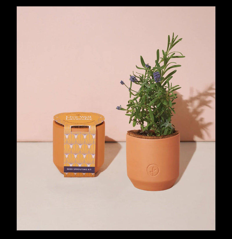 Tiny Terracotta Grow Kits - Paxton Gate