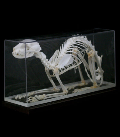 Articulated Cat Skeleton - Paxton Gate