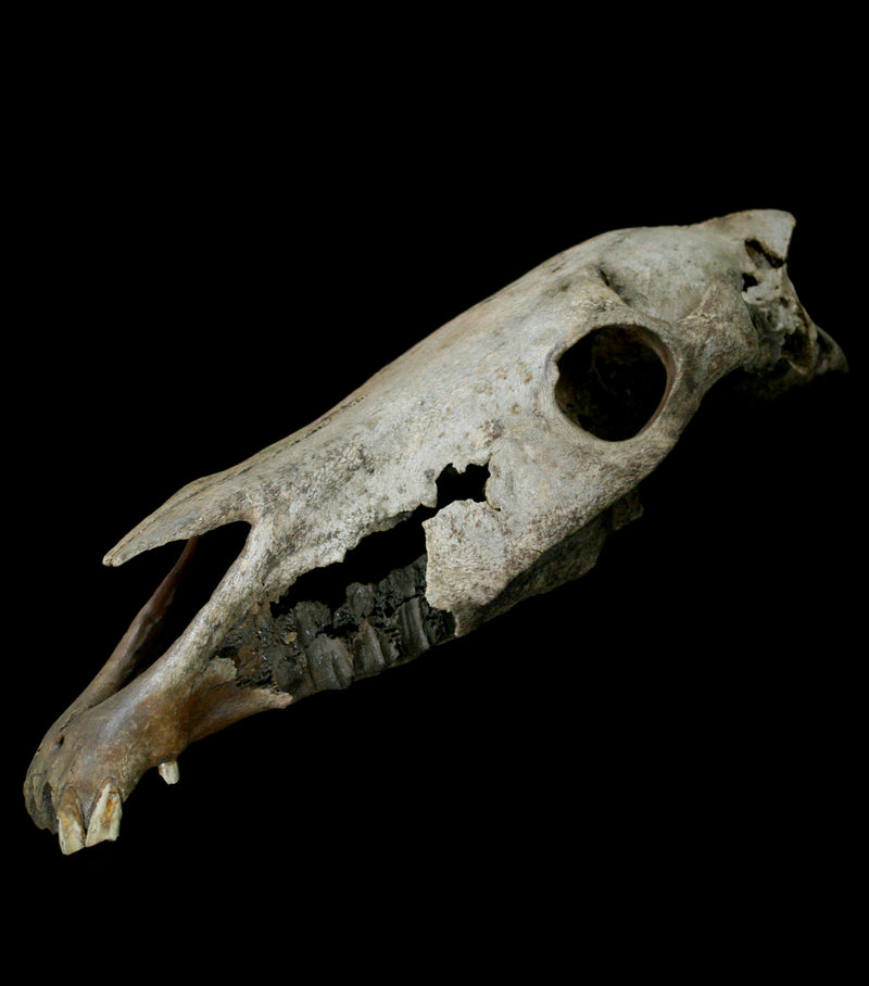 Fossilized Horse Skull - Paxton Gate