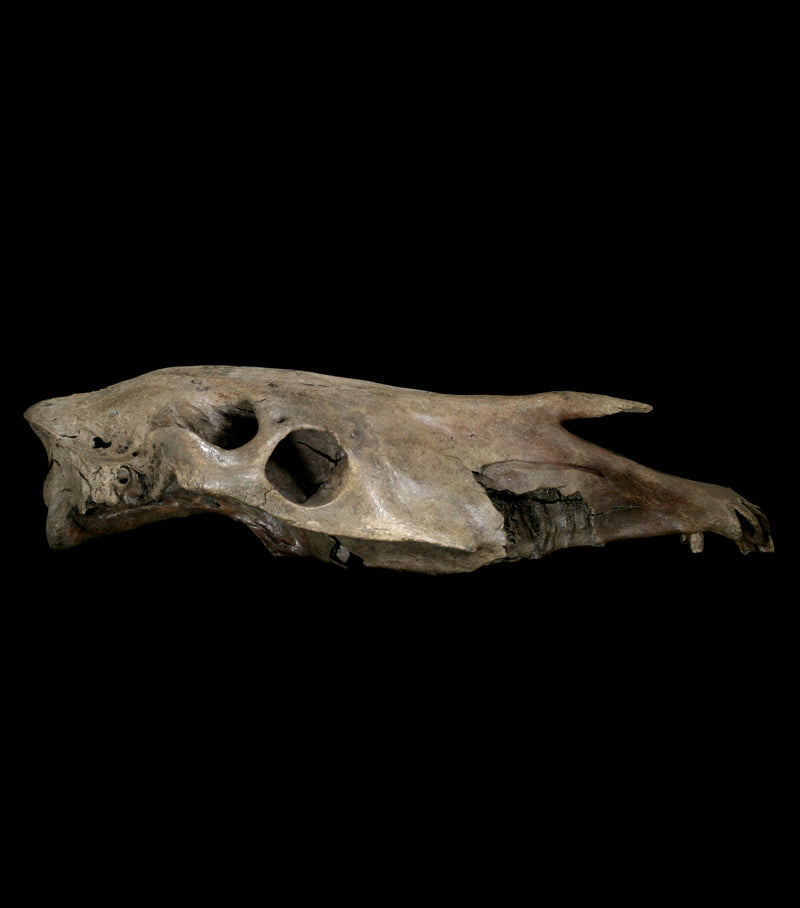 Fossilized Horse Skull - Paxton Gate