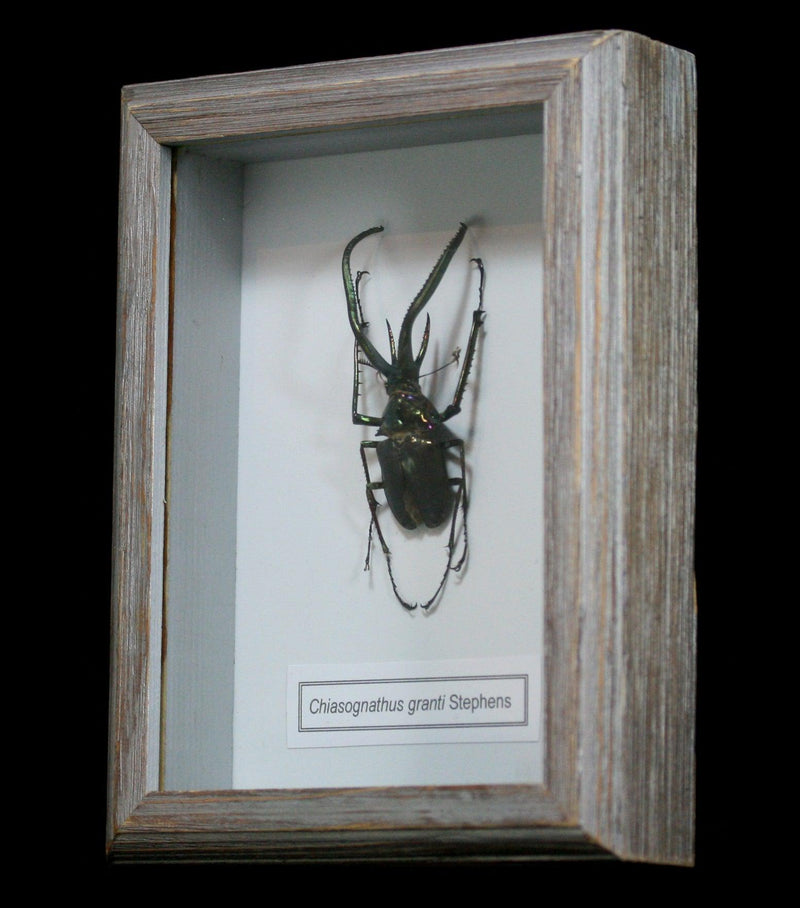 Framed Chiasognathus Grantii Beetle - Paxton Gate