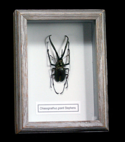 Framed Chiasognathus Grantii Beetle - Paxton Gate