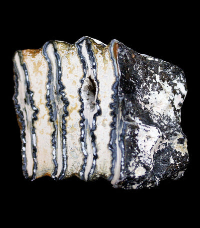 Polished Mammoth Tooth Chunk - Paxton Gate