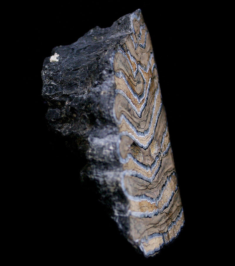Polished Mammoth Tooth Chunk - Paxton Gate