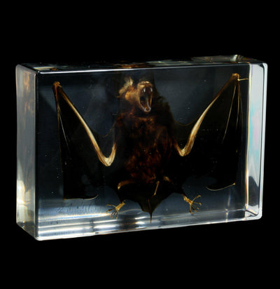Bat in Acrylic - Paxton Gate