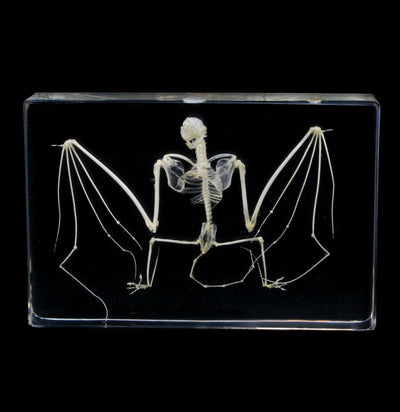 Bat Skeleton in Acrylic - Paxton Gate