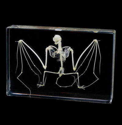 Bat Skeleton in Acrylic - Paxton Gate