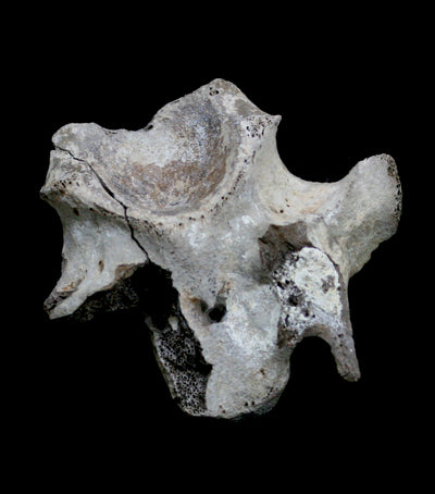 Various Pleistocene Fossilized Vertebrae - Paxton Gate
