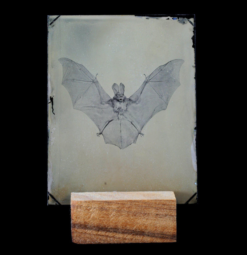 Tintype Bat Portrait - Paxton Gate