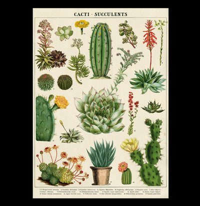 Cacti & Succulents Poster Wrap - Paxton Gate