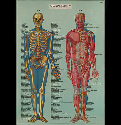 Human Anatomy Poster Wrap - Paxton Gate
