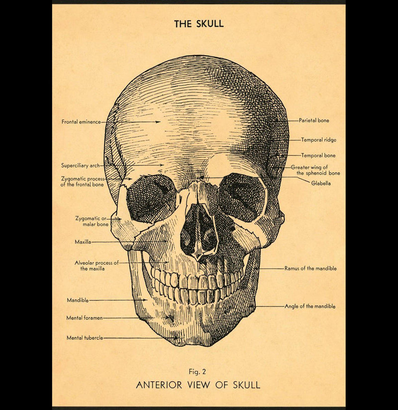 The Skull Poster Wrap - Paxton Gate