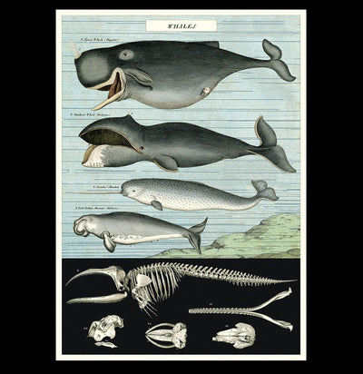 Whale Chart Poster Wrap - Paxton Gate