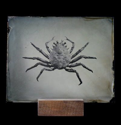 Tintype Crab Portrait - Paxton Gate