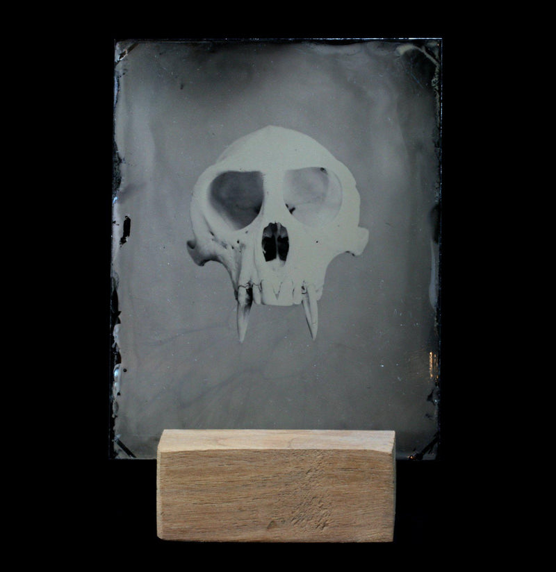 Tintype Vervet Monkey Skull Portrait - Paxton Gate
