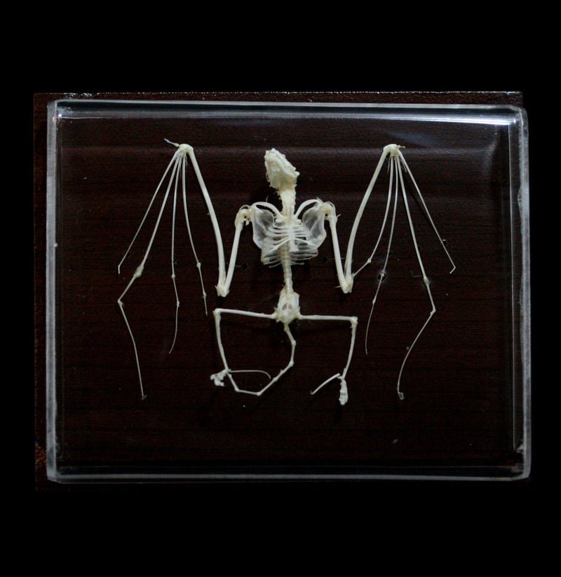 Articulated Bat Skeleton - Paxton Gate
