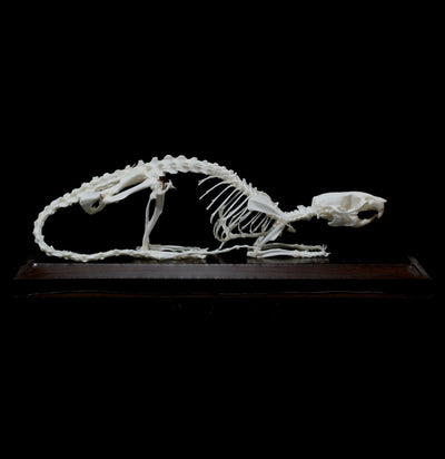 Articulated Rat Skeleton - Paxton Gate