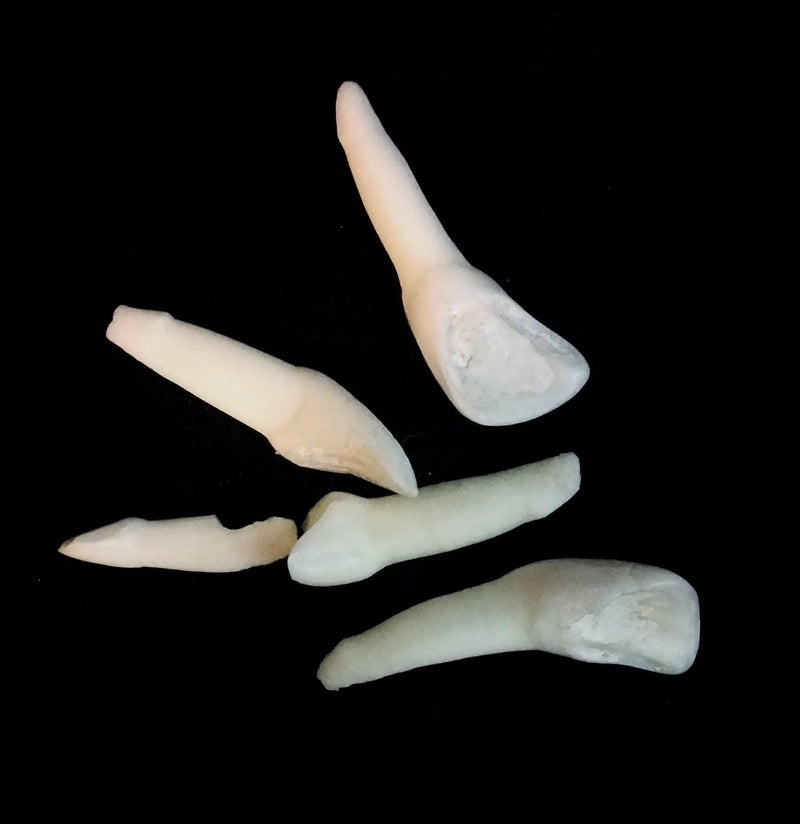 Miscellaneous Small Incisors - Paxton Gate