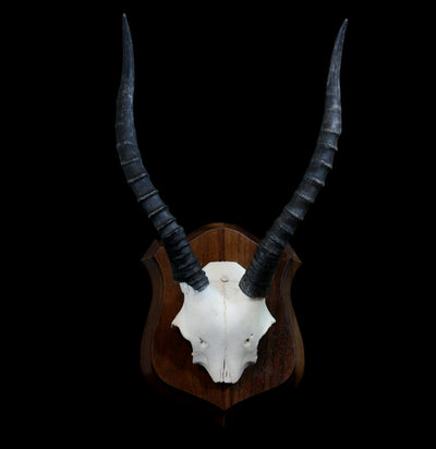 Mounted Blesbok Skull Plate - Paxton Gate
