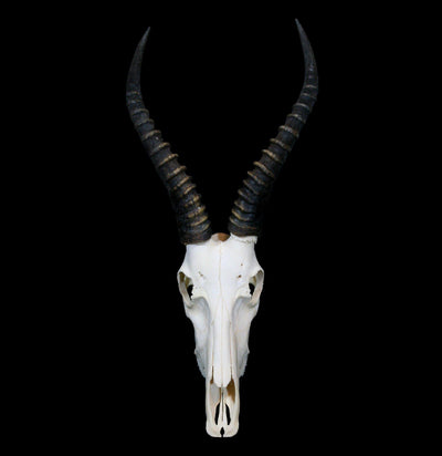 Blesbok Skull with Horns - Paxton Gate