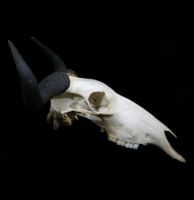 Blue Wildebeest Skull with Horns - Paxton Gate