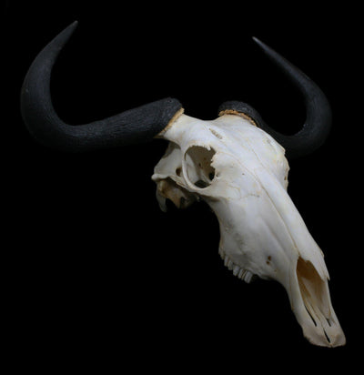 Blue Wildebeest Skull with Horns - Paxton Gate