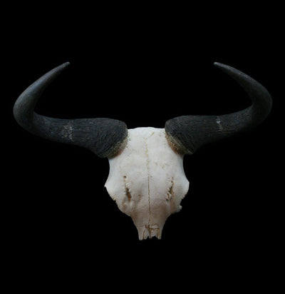Blue Wildebeest Skull Plate - Paxton Gate