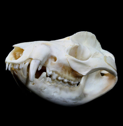 Opossum Skull - Paxton Gate