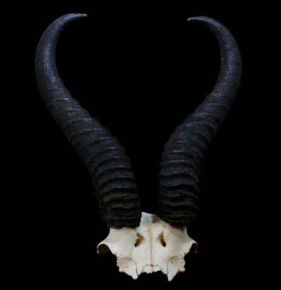 Springbok Horns Skull Plate - Paxton Gate