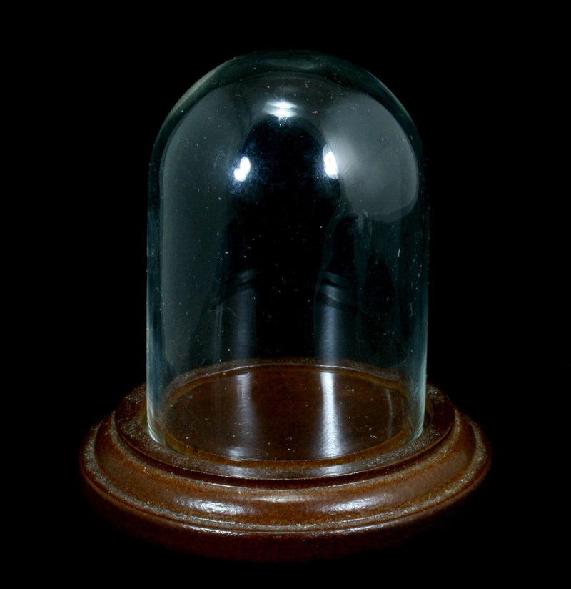 Glass Cloche With Wood Base - Paxton Gate