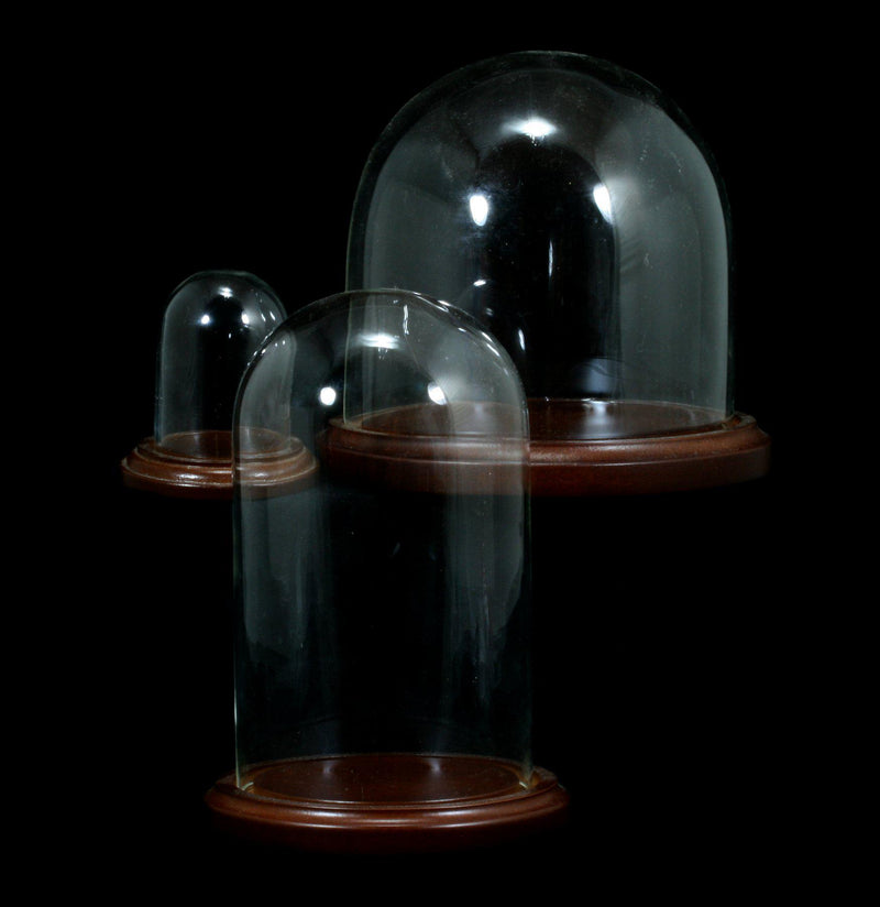 Glass Cloche With Wood Base - Paxton Gate