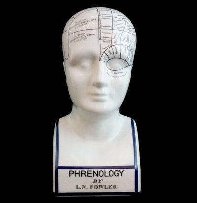 Phrenology Head - Paxton Gate