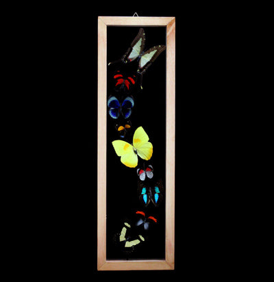 Nine Double Glass Framed Mixed Butterflies - Paxton Gate
