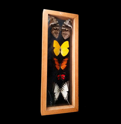 Five Assorted Butterflies and Moths - Paxton Gate