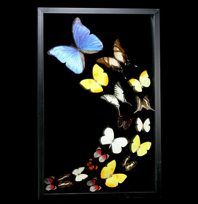 Double Glass Framed Morpho Plus Seventeen Butterflies - Paxton Gate