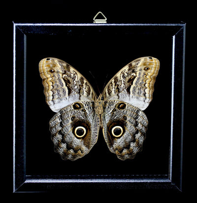Framed Owl Butterfly - Paxton Gate