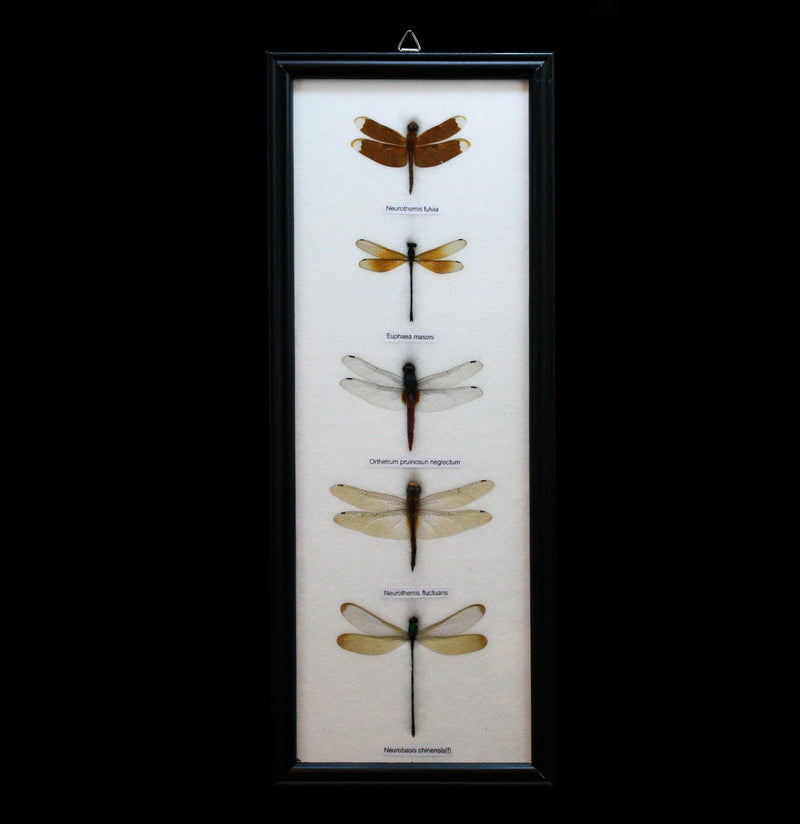 Five Riker Mounted Dragonflies - Paxton Gate