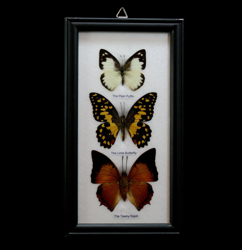 Three Riker Mounted Butterflies - Paxton Gate