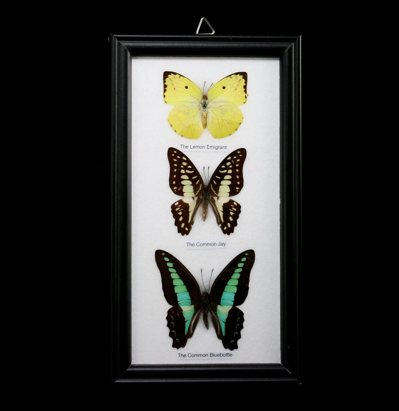 Three Riker Mounted Butterflies - Paxton Gate