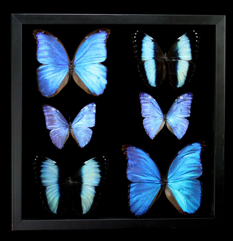 Double Glass Framed Six Blue Morpho Butterflies - Paxton Gate