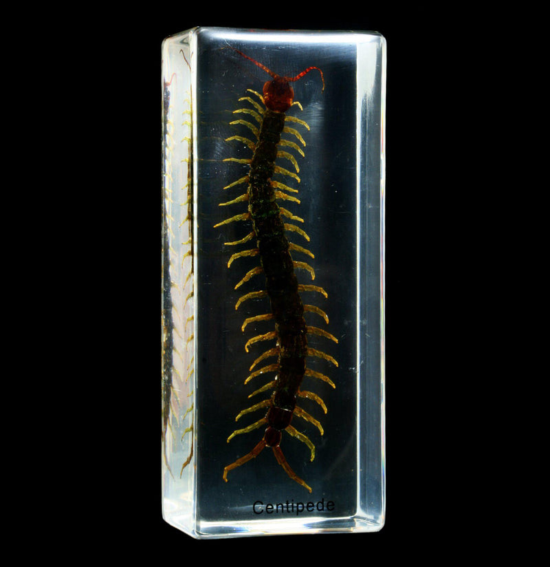 Centipede In Acrylic - Paxton Gate